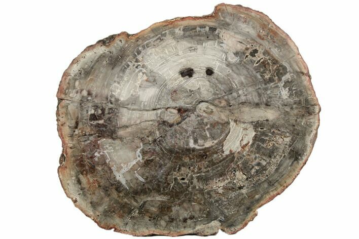 15.2" Petrified Wood (Araucaria) Round - Madagascar 